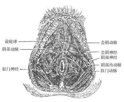 陰蒂穿洞|陰蒂